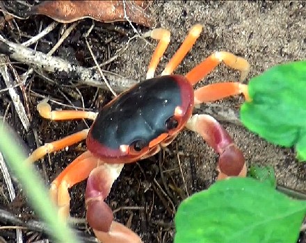 Land Crab Eating Plants